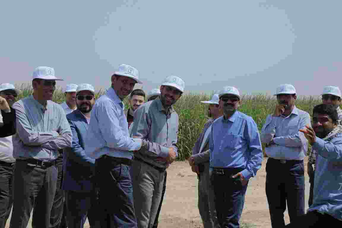 توسعه نیشکر