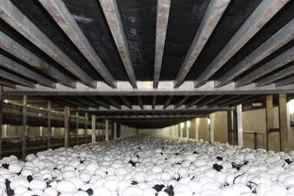 قارچ خوراکی