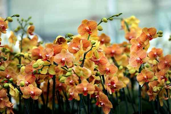 گلخانه گل ارکیده