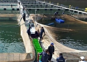 شیلات و آبزی پروری